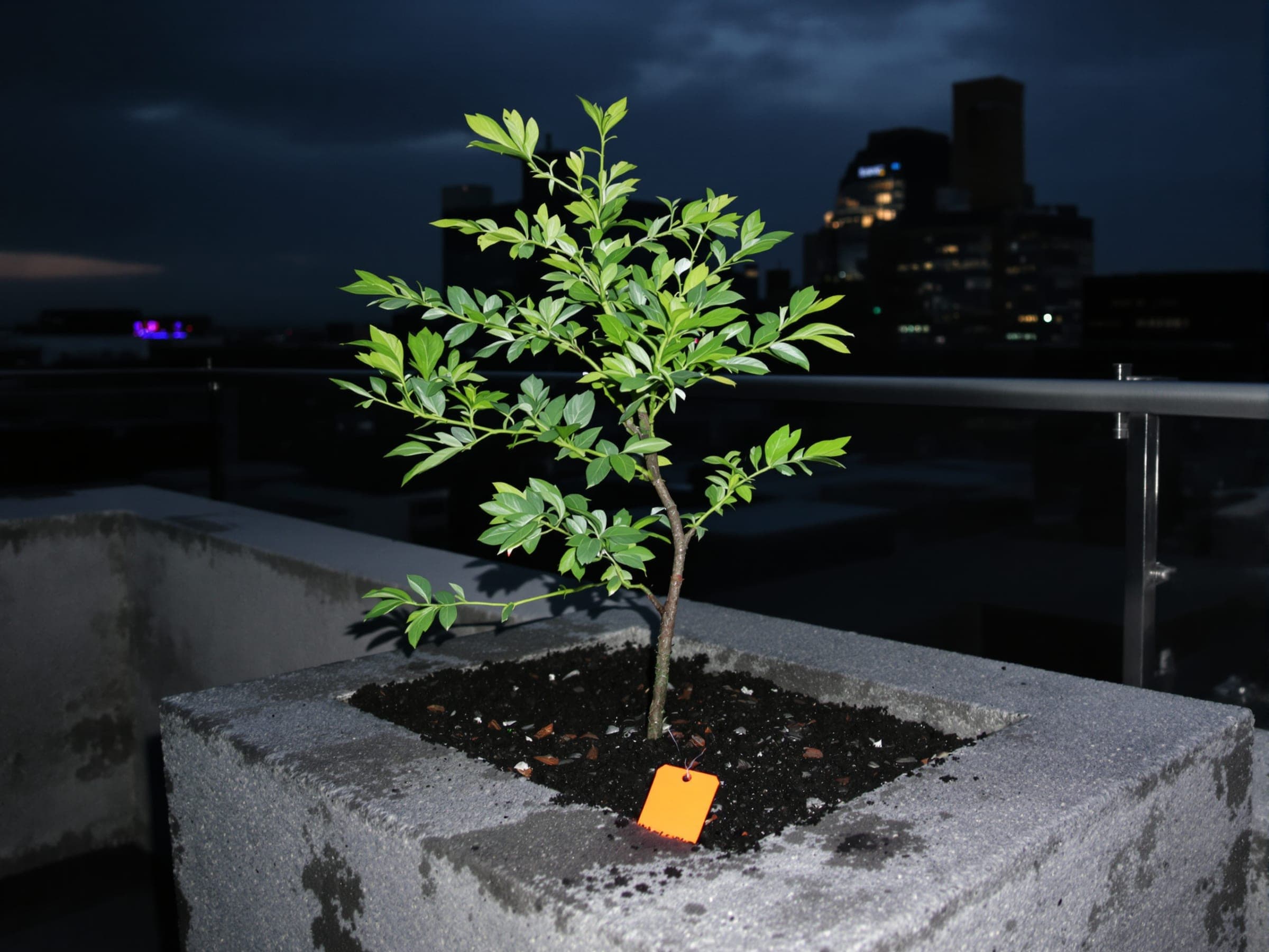 A young tree growing in a concrete planter on a city rooftop at dusk, an orange tag on its stem.