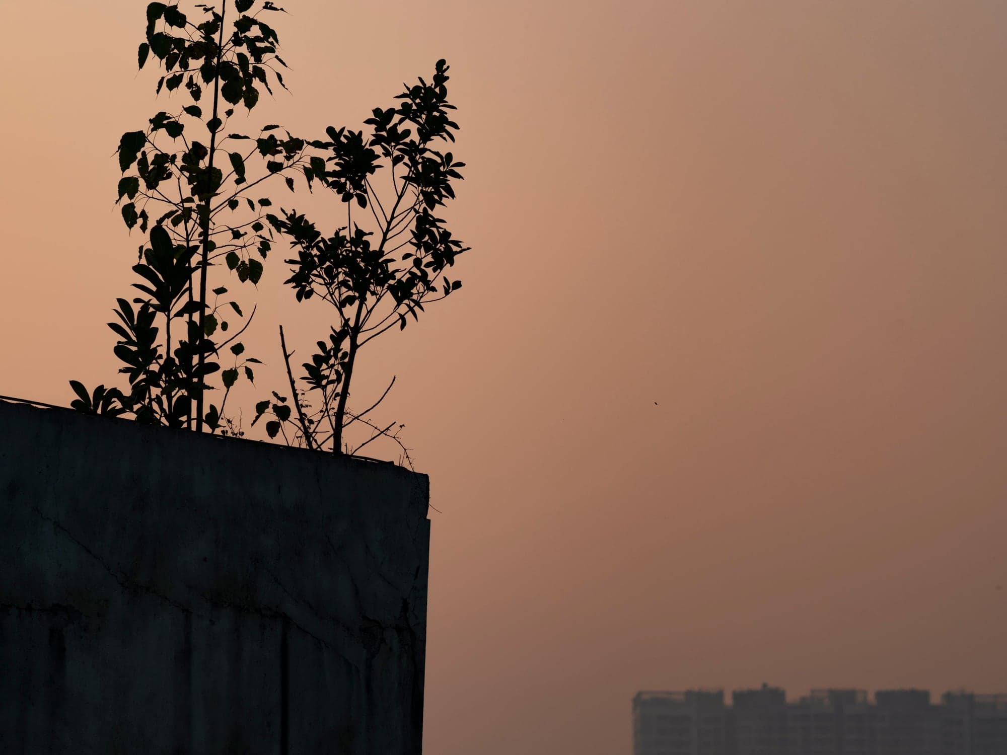 A young tree growing on top of a concrete structure against a warm dusk sky.